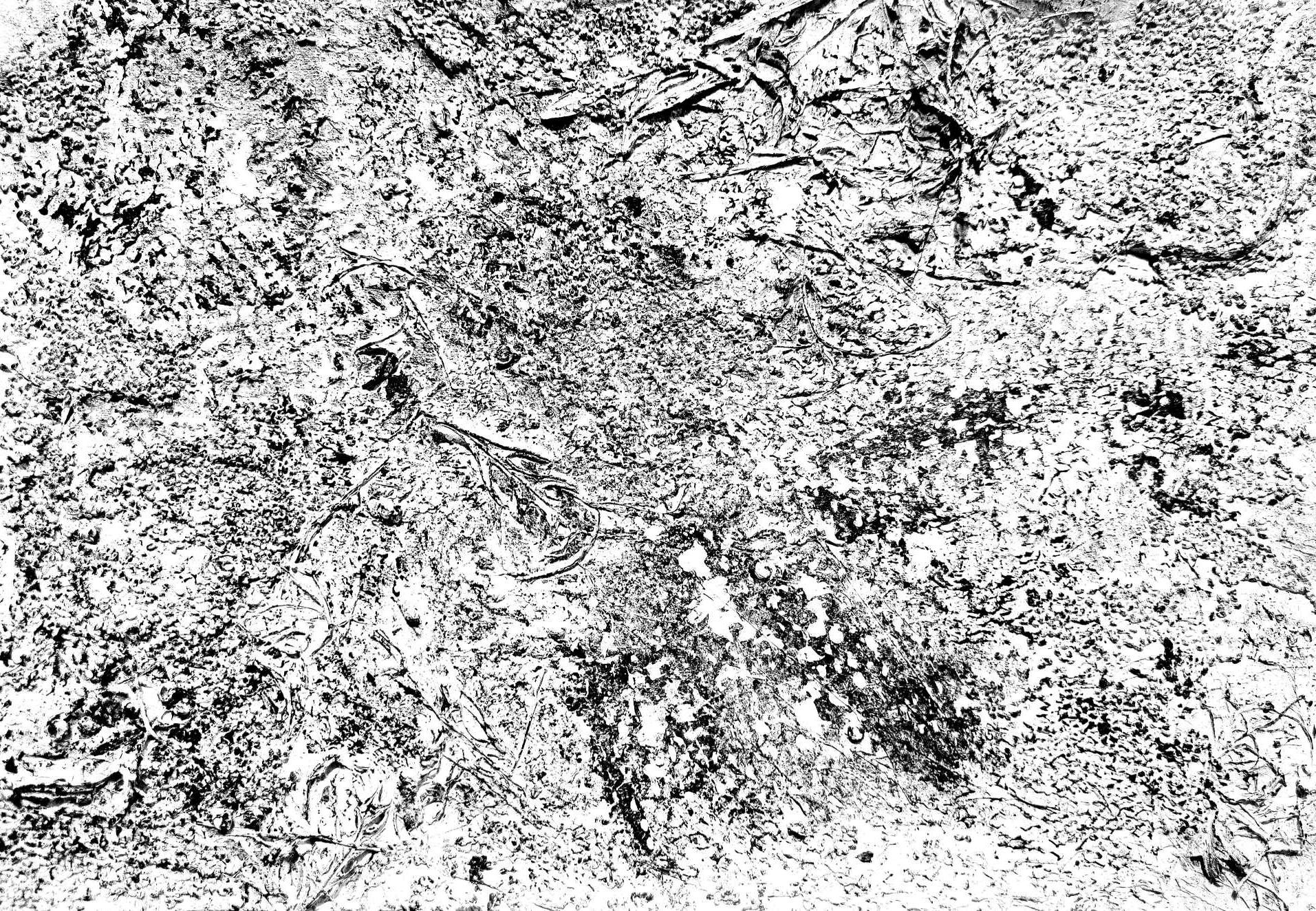 A pale black-and-white surface is densely marked with fine branching impressions, scattered dark fragments and uneven organic textures.